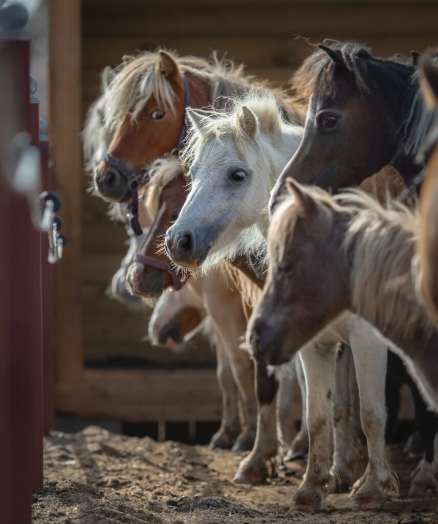 Herd of American Miniature Horses gathered at shelter.