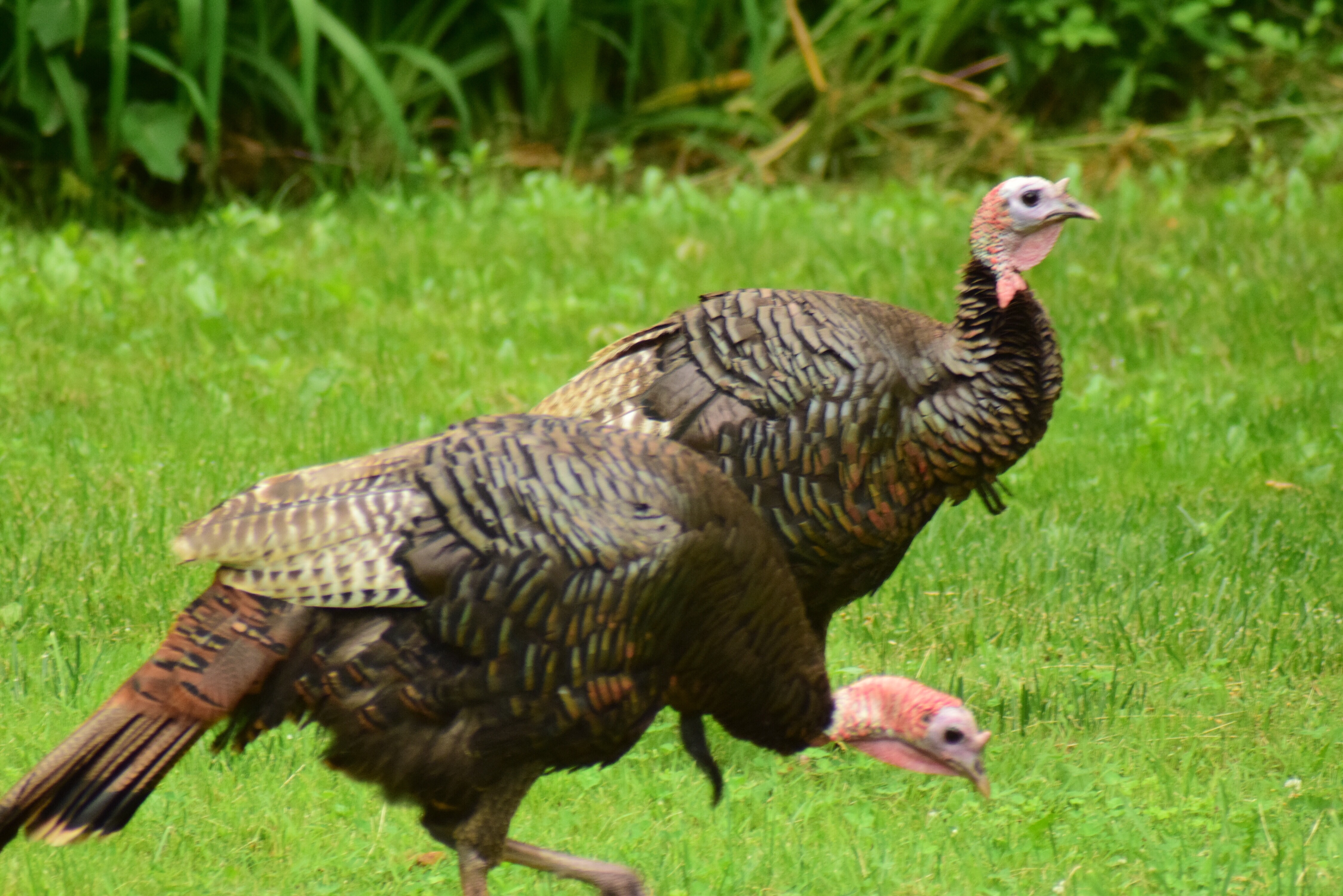 The Unseen Turmoil: A Cruel Thanksgiving for Turkeys